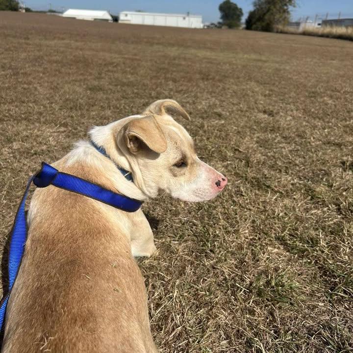 Annabelle, a Adoptable mixed breed in Stephenville, TX image 2/5