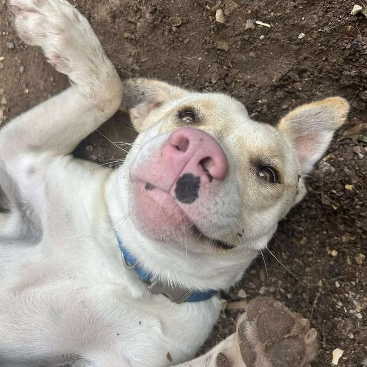 Annabelle, a Adoptable mixed breed in Stephenville, TX image 3/5