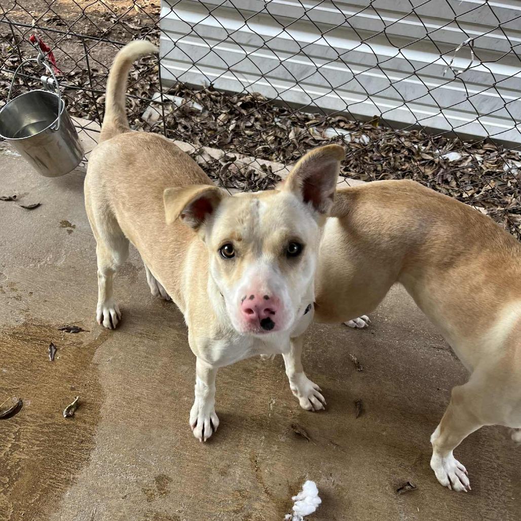 Annabelle, a Adoptable mixed breed in Stephenville, TX image 4/5