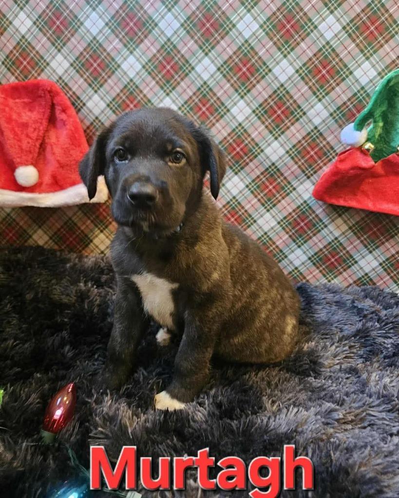 Enlarge Murtaugh, a Adopted Dutch Shepherd in Valparaiso, IN image 1/1