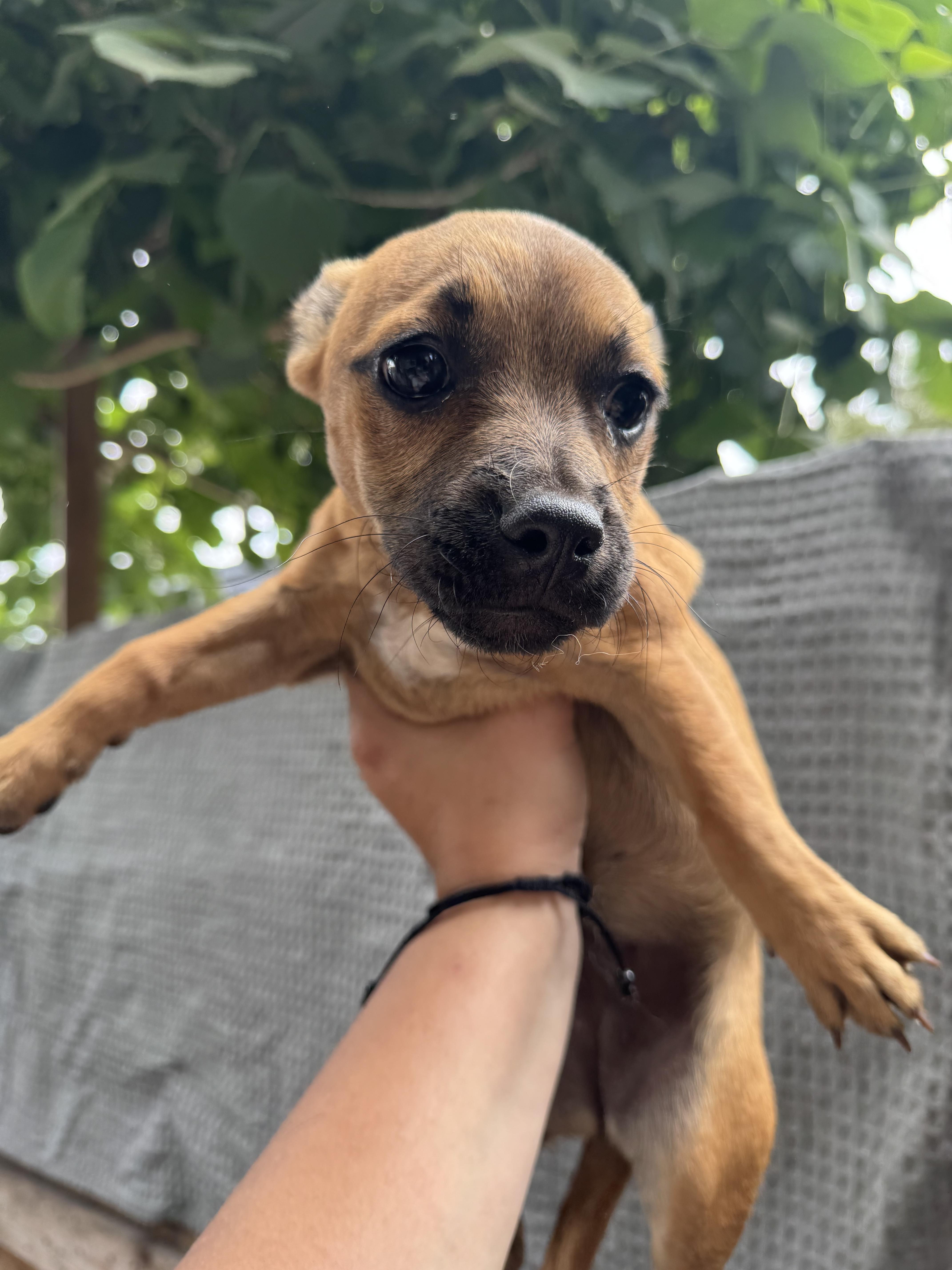 Piglet, ADOPTABLE, Puppy Female Chihuahua.