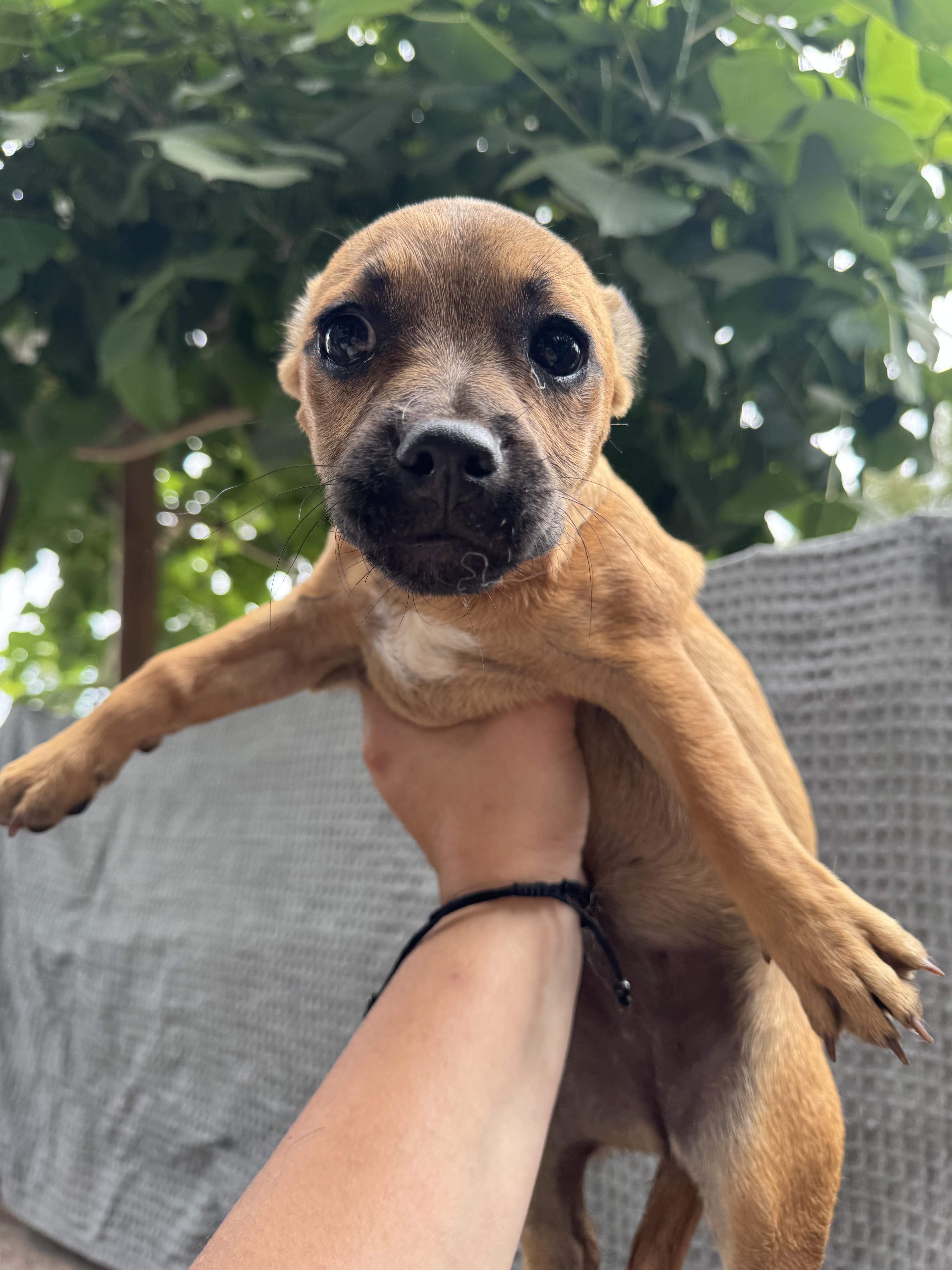 Piglet, a ADOPTABLE mixed breed in Los Angeles, CA image 2/2