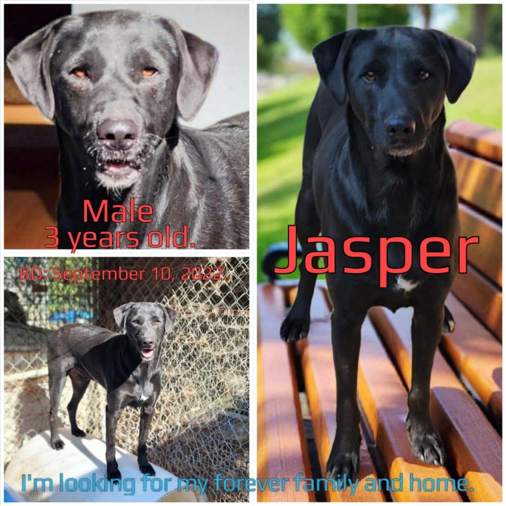 Jasper — thumbnail 3