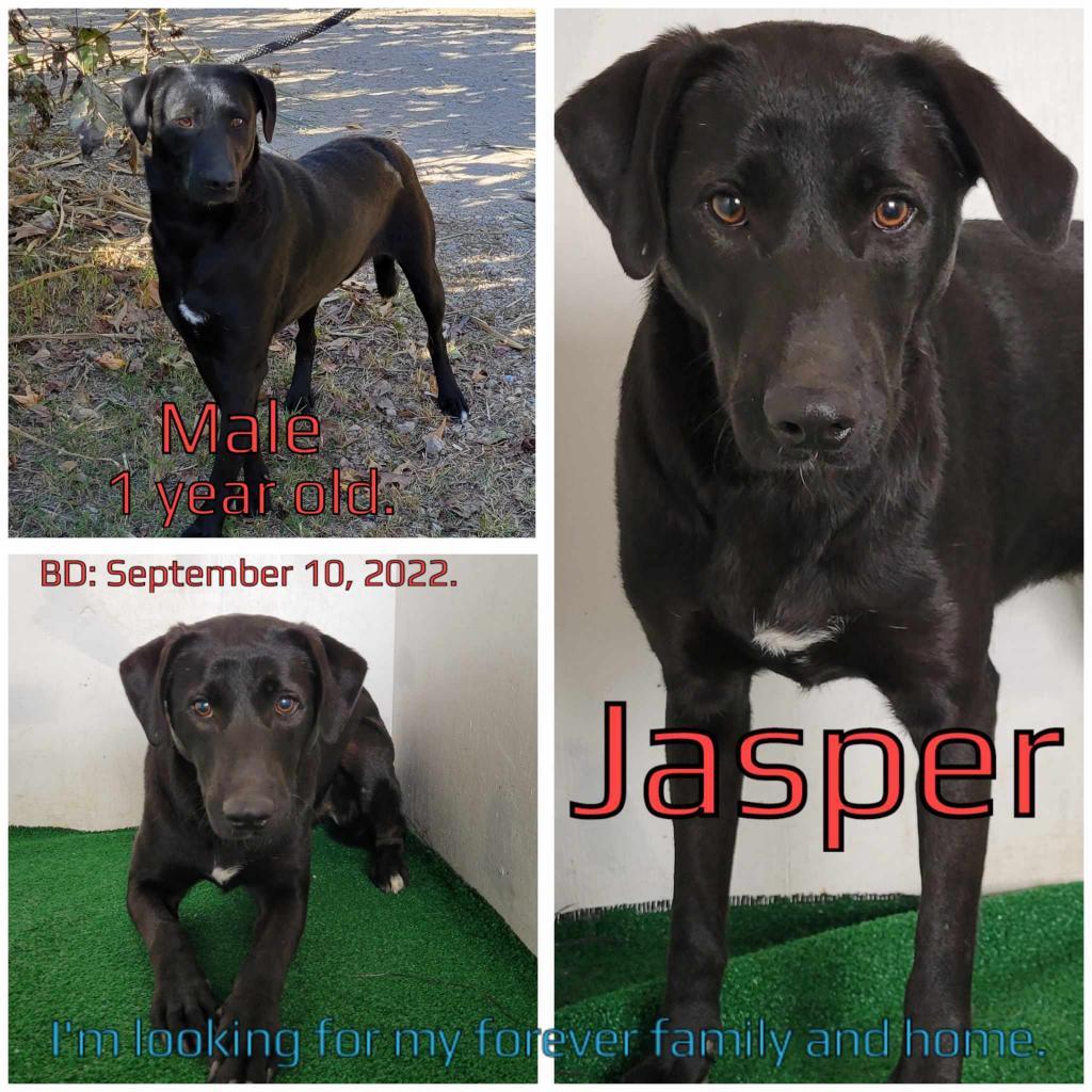 Jasper — thumbnail 4