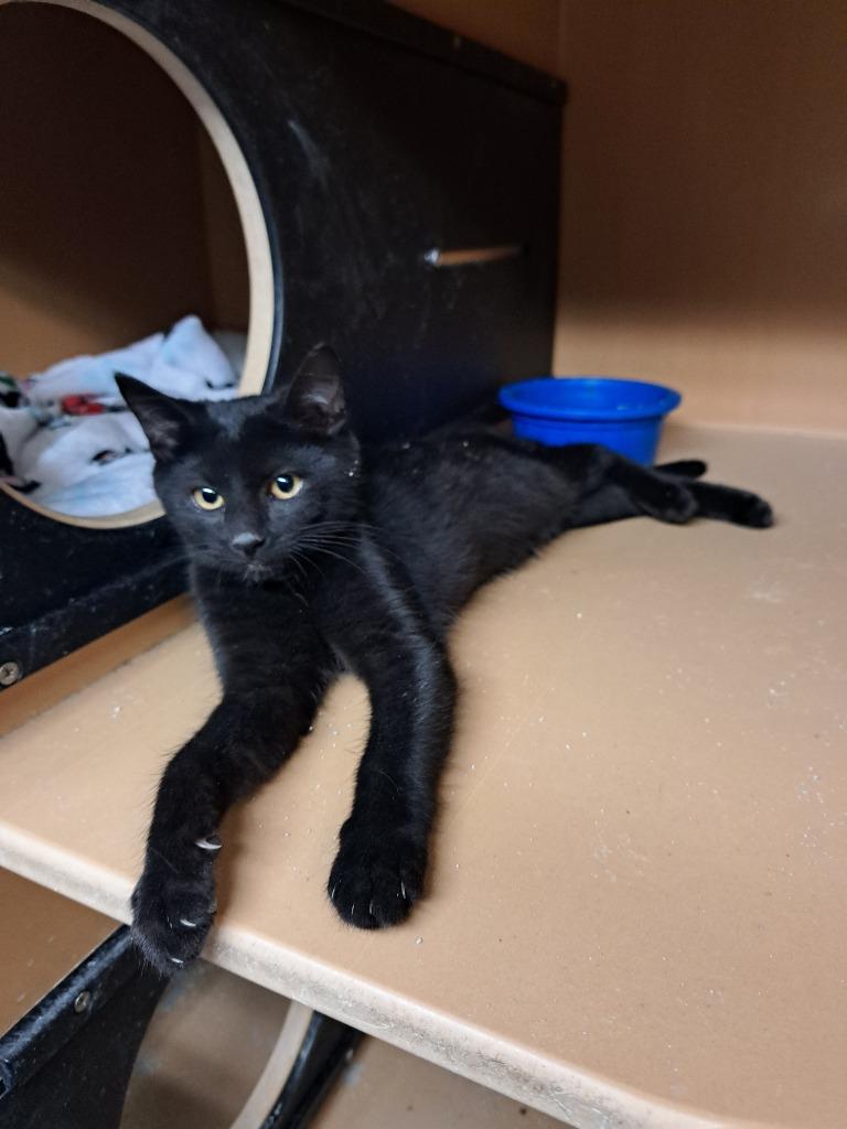 Reba, Adoptable, Kitten Female Domestic Short Hair.