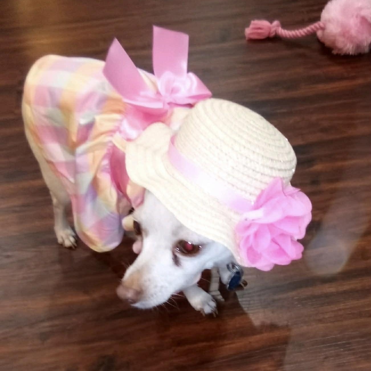 Enlarge PRINCESS, a Adoptable Chihuahua in Heath, TX image 5/6