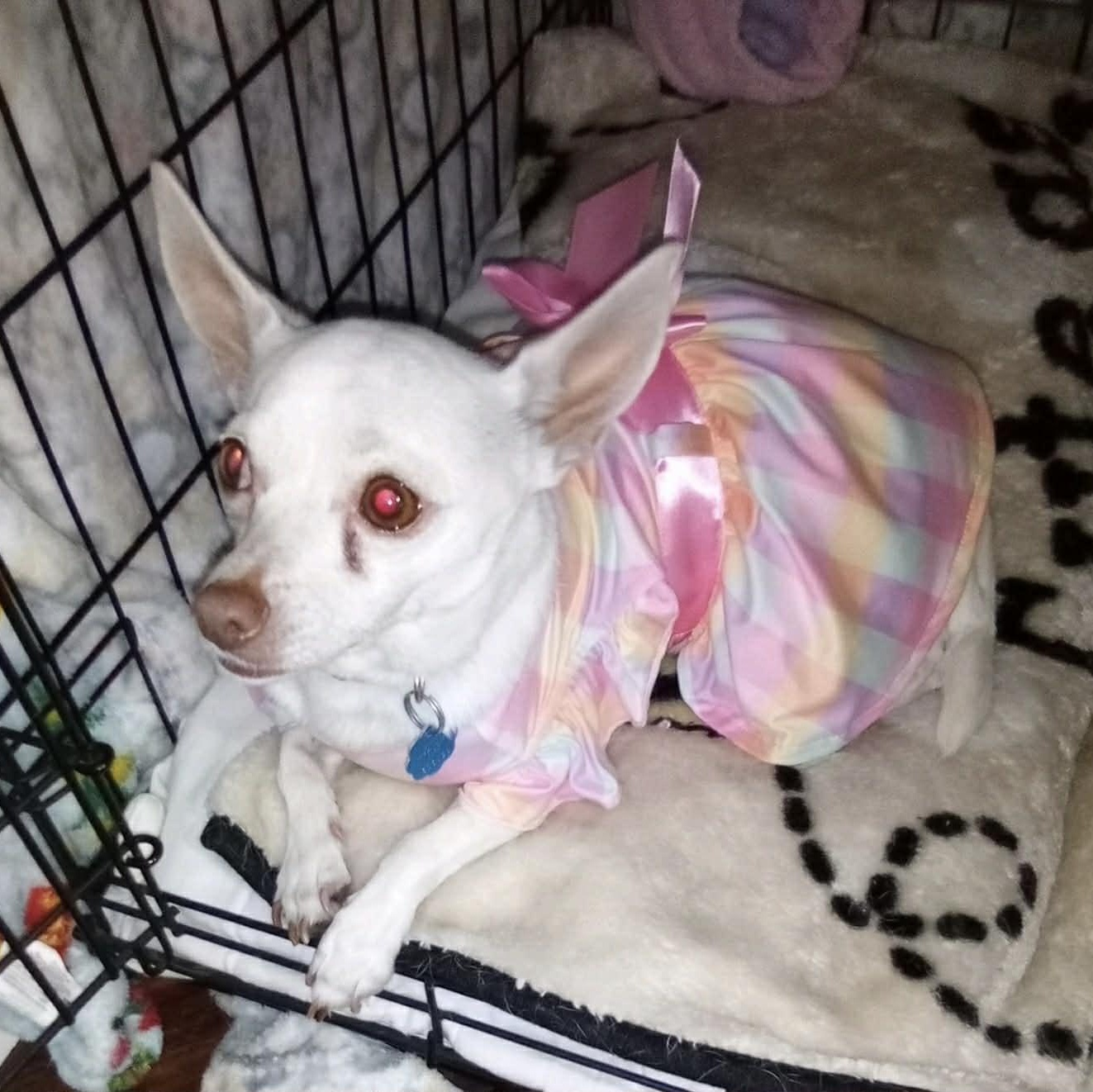 Enlarge PRINCESS, a Adoptable Chihuahua in Heath, TX image 4/6