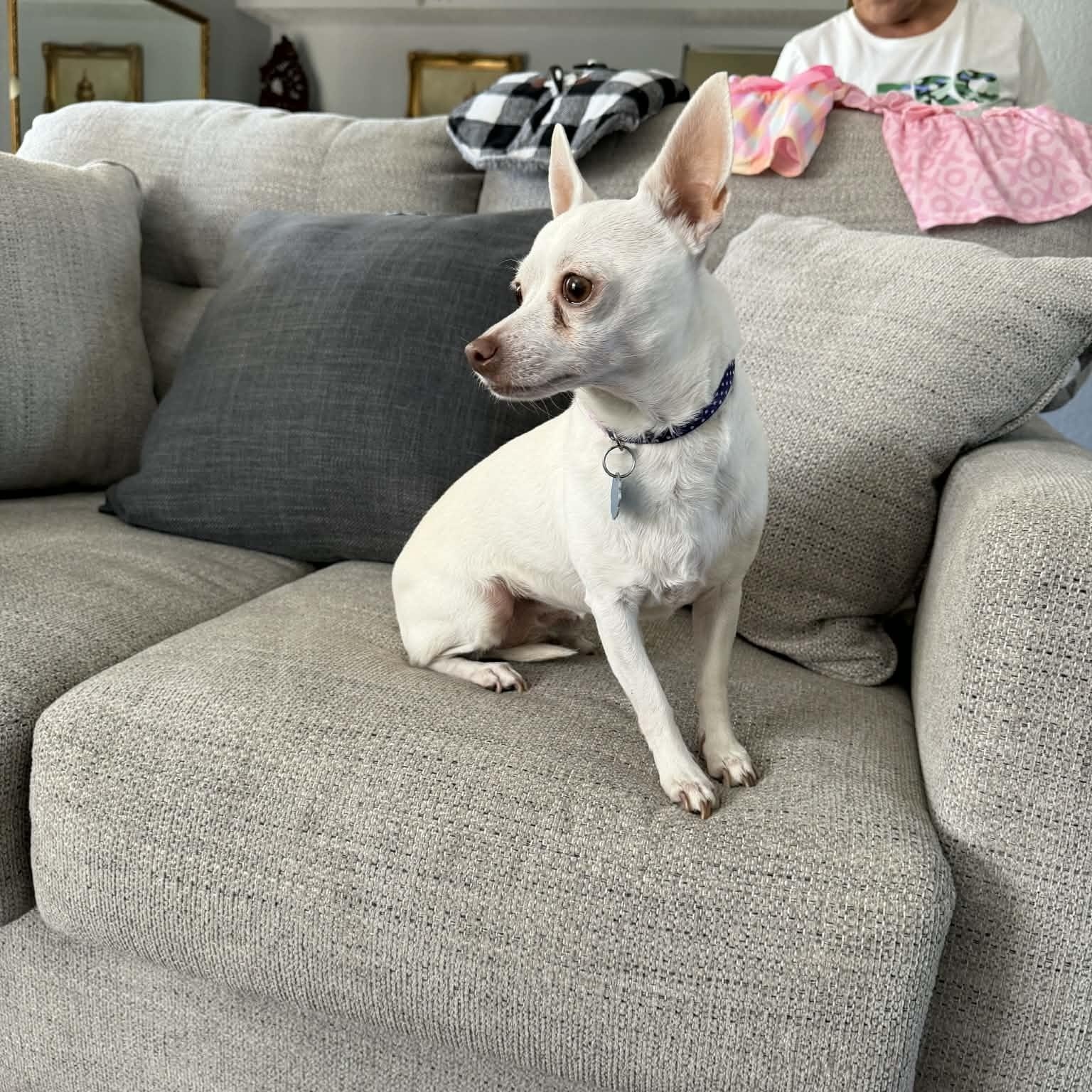 Enlarge PRINCESS, a Adoptable Chihuahua in Heath, TX image 2/6