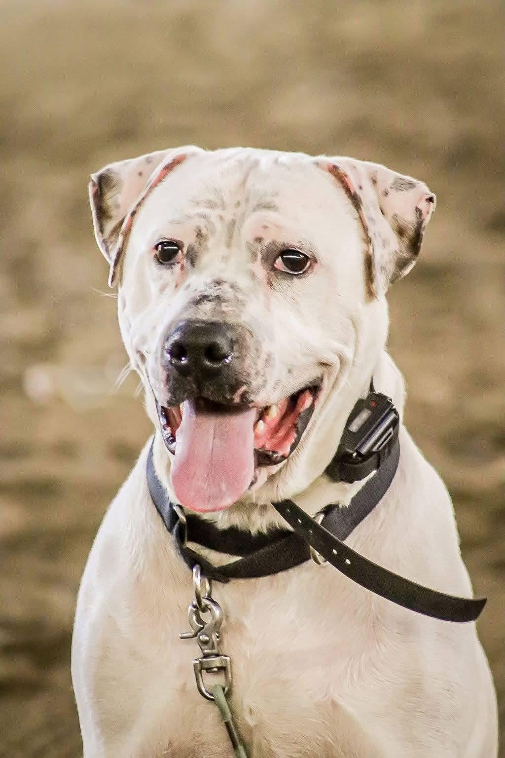 Kuli — Courtesy Post, Adoptable, Young Male Mixed Breed.