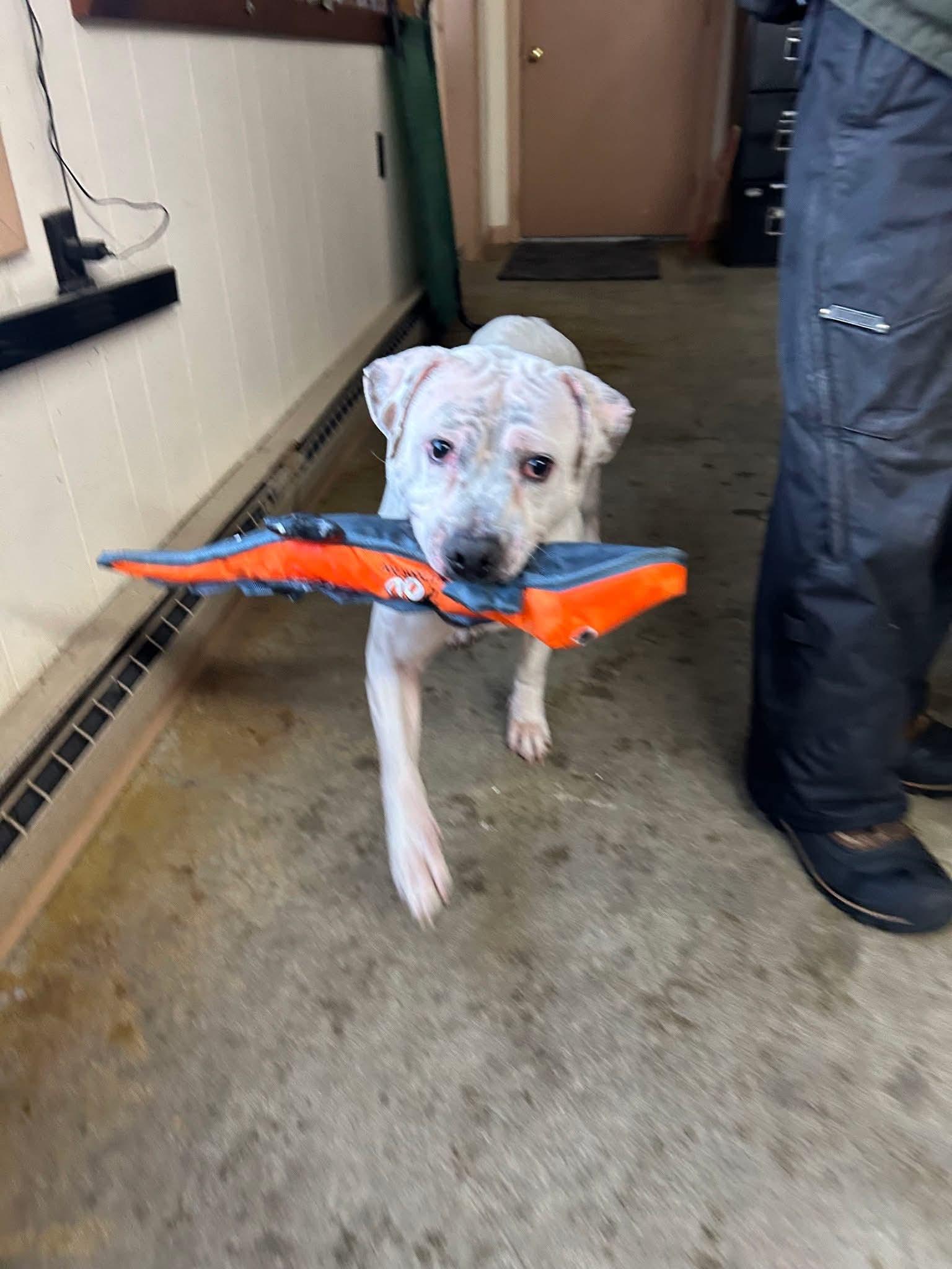 Kuli — Courtesy Post, a Adoptable Mixed Breed in Montpelier, VT image 2/3