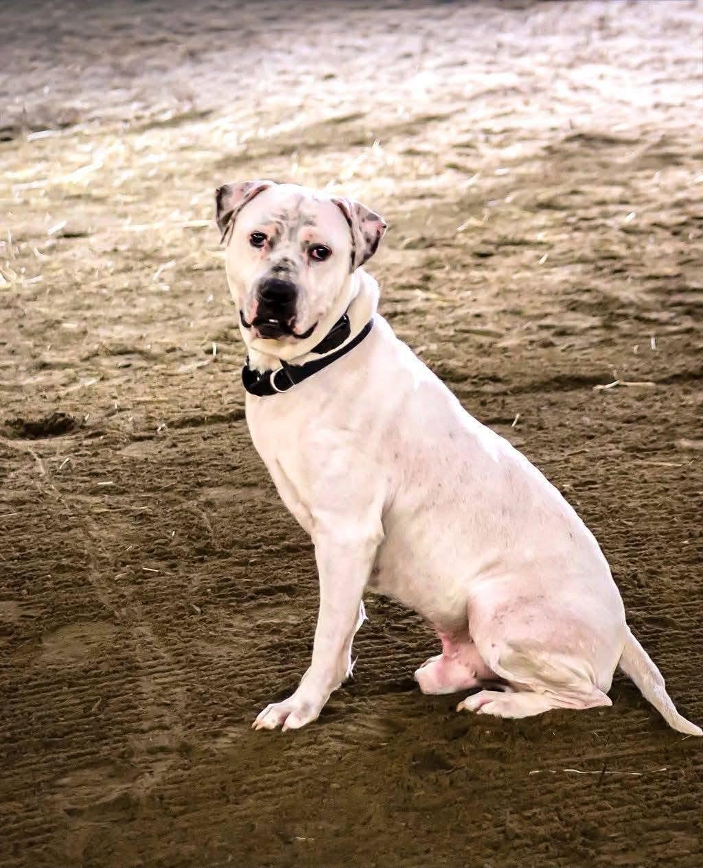 Kuli — Courtesy Post, a Adoptable Mixed Breed in Montpelier, VT image 3/3