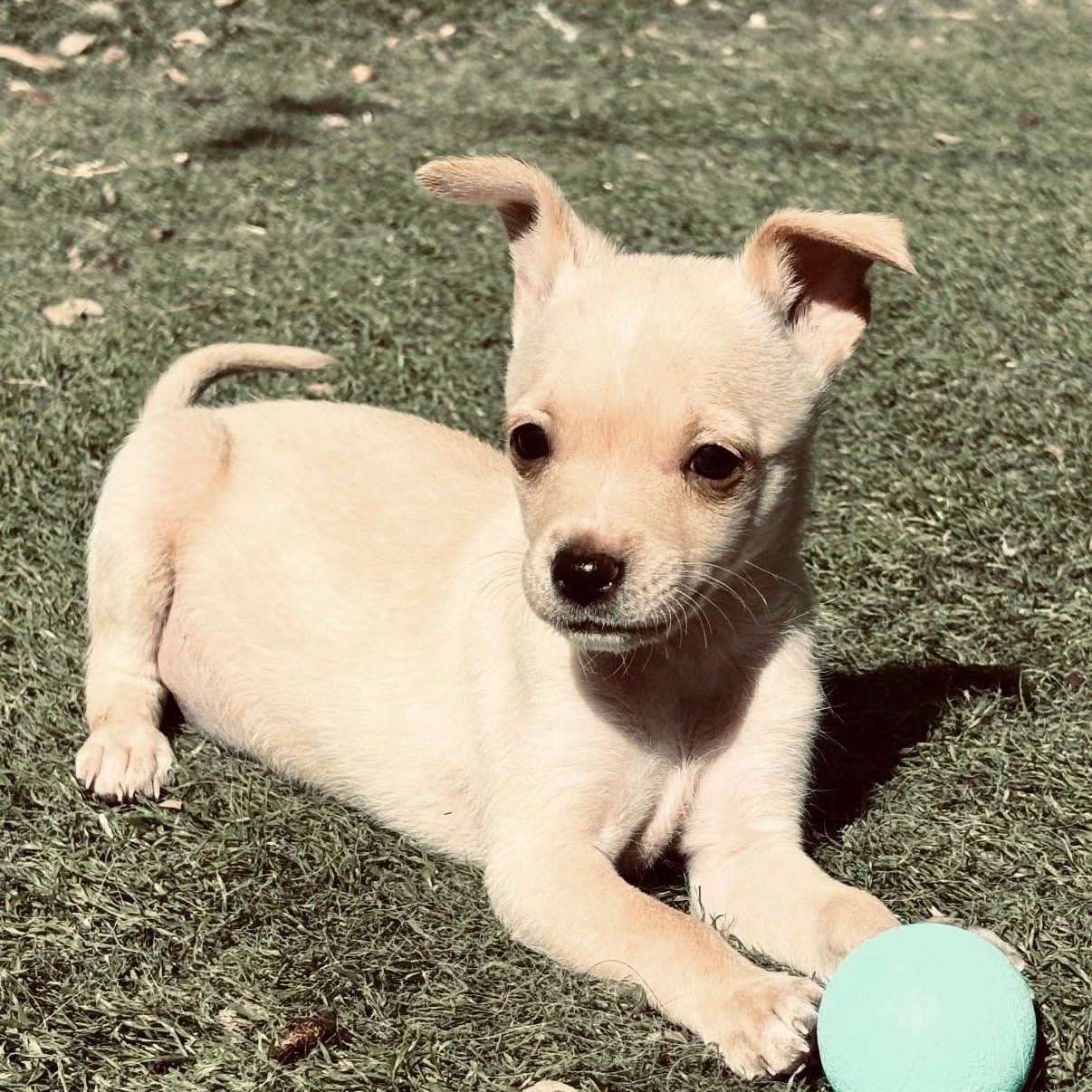 Enlarge Pearl, a ADOPTABLE mixed breed in Austin, TX image 1/4