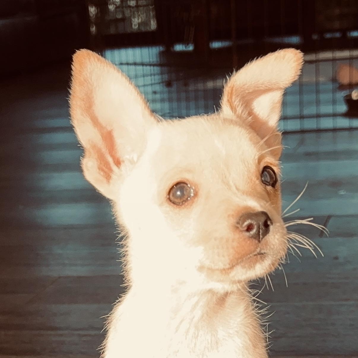 Enlarge Pearl, a ADOPTABLE mixed breed in Austin, TX image 4/4