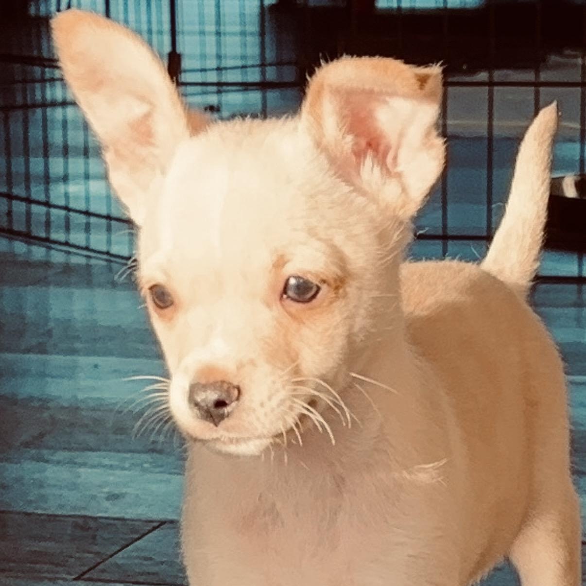 Enlarge Pearl, a ADOPTABLE mixed breed in Austin, TX image 3/4