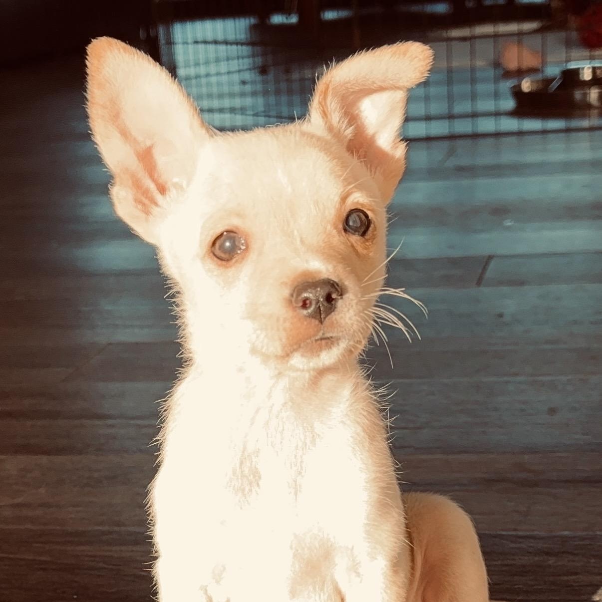 Enlarge Pearl, a ADOPTABLE mixed breed in Austin, TX image 2/4