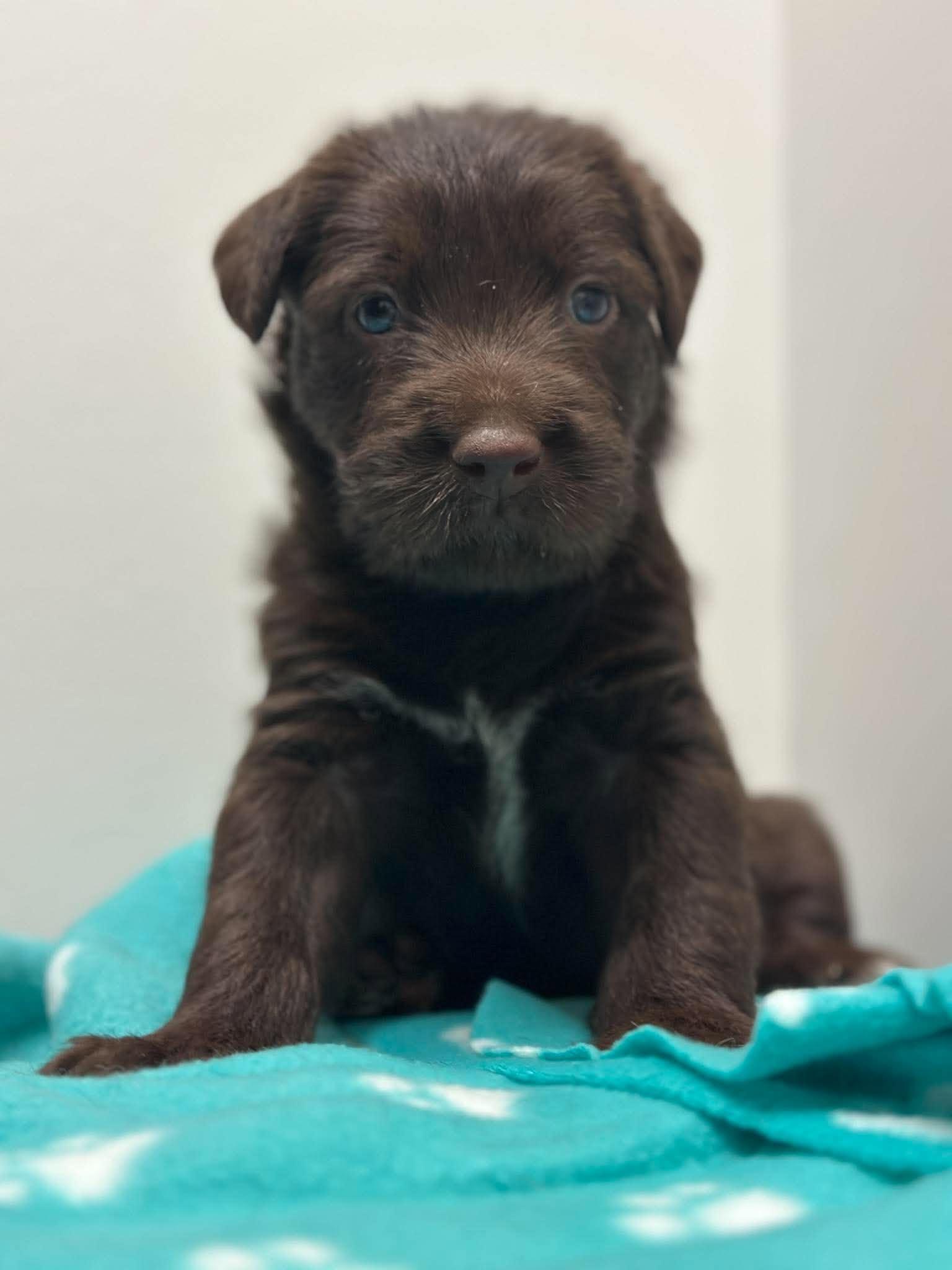 Enlarge Oslo, a Adoptable mixed breed in Mississauga, ON image 2/5