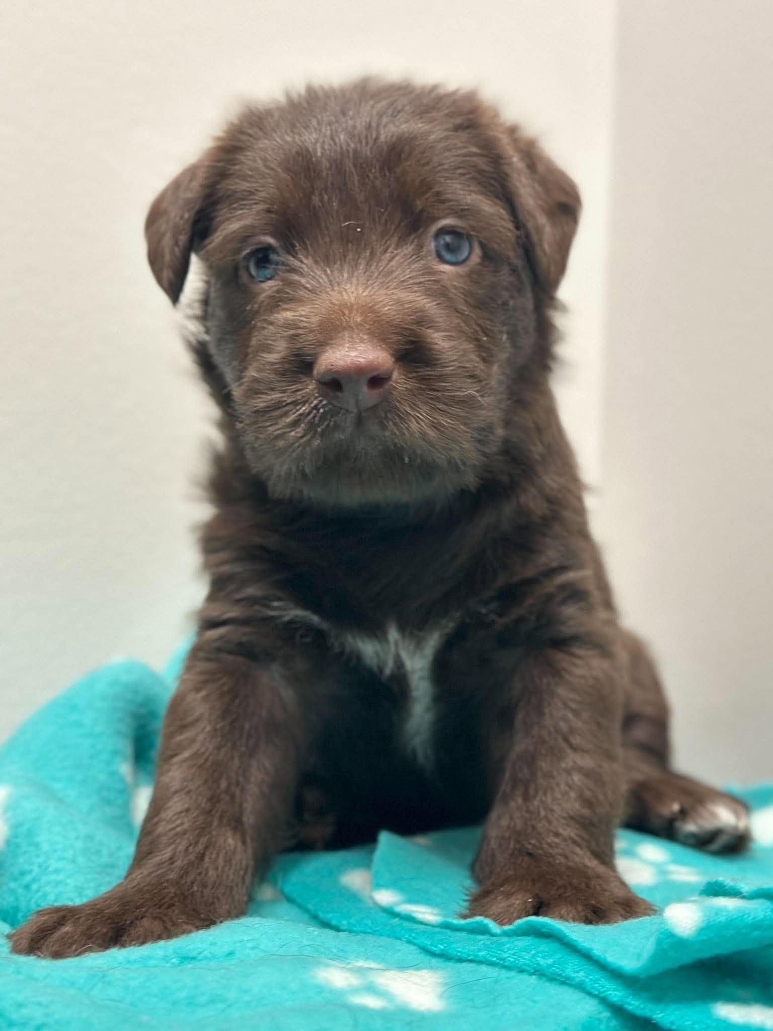 Enlarge Oslo, a Adoptable mixed breed in Mississauga, ON image 4/5