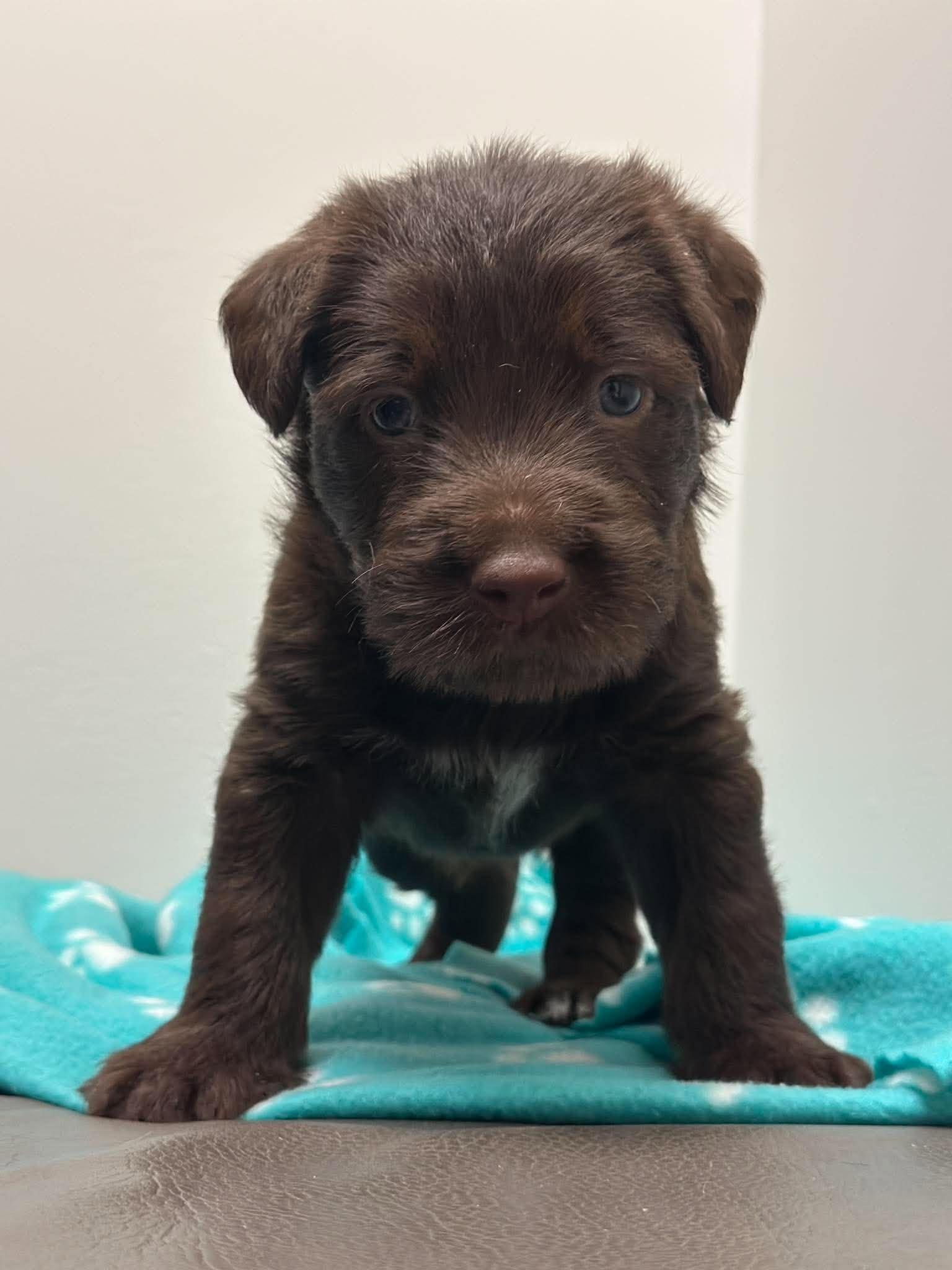 Oslo-Adoption Pending photo