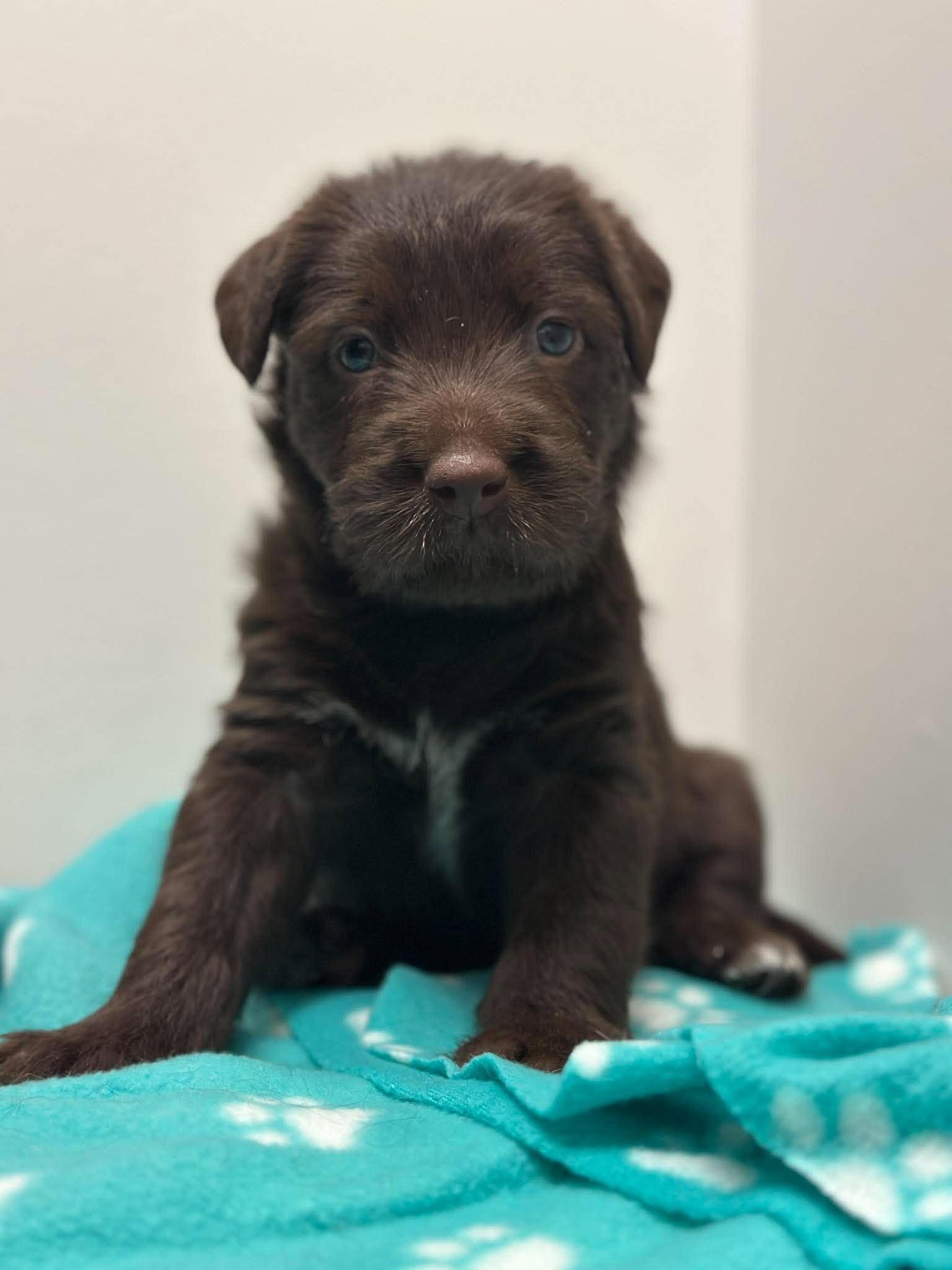 Enlarge Oslo, a Adoptable mixed breed in Mississauga, ON image 3/5