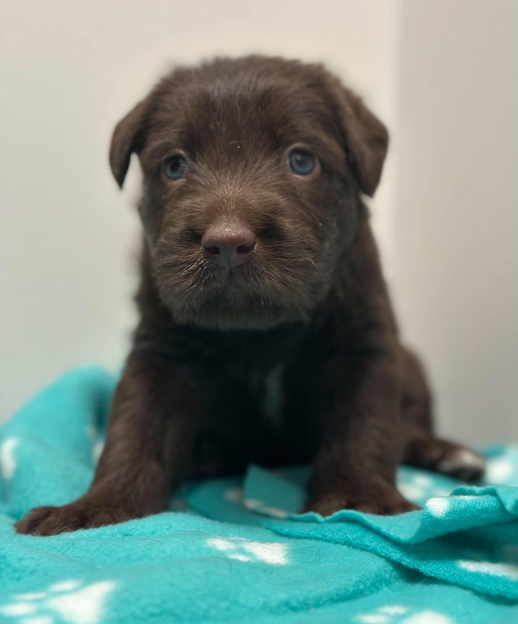 Enlarge Oslo, a Adoptable mixed breed in Mississauga, ON image 5/5