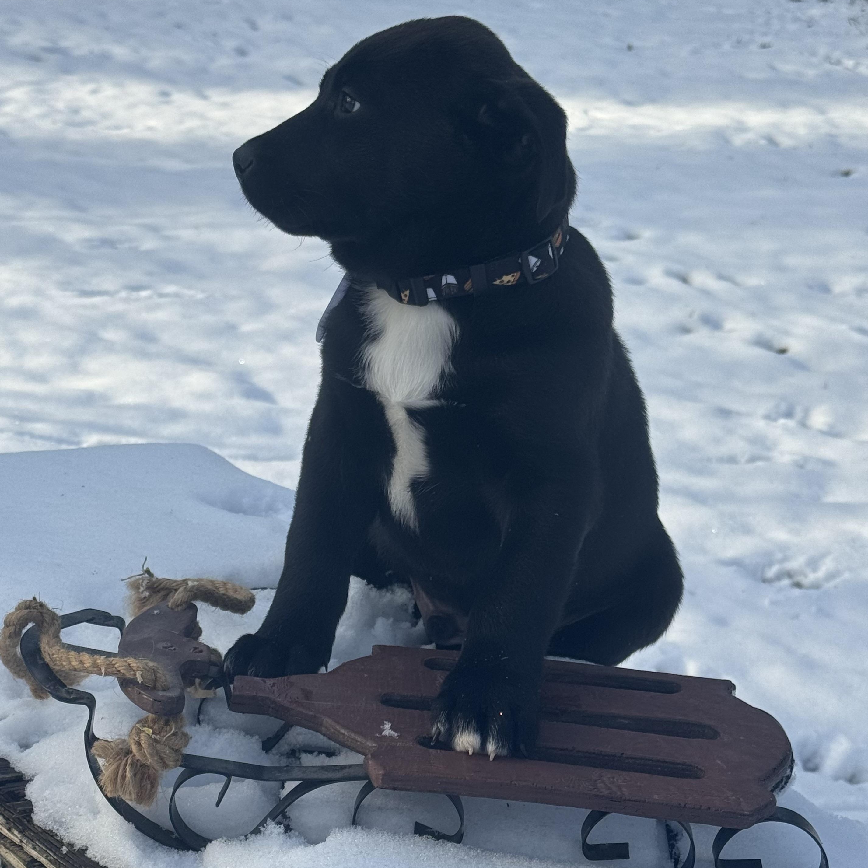 Vinnie, adopted, Puppy Male Labrador Retriever & German Shepherd Dog.