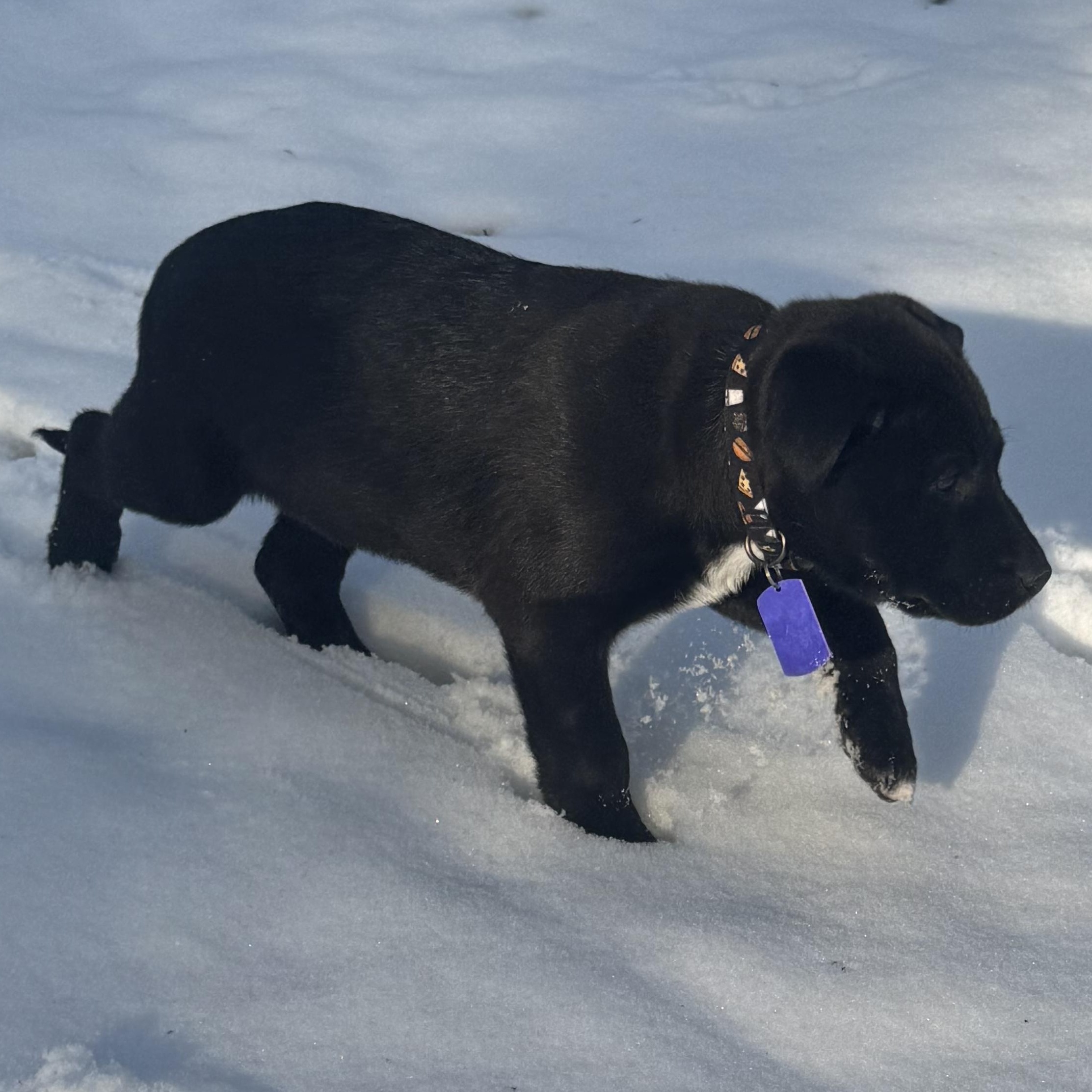 Vinnie, an adopted mixed breed in Garden City, MI image 2/2