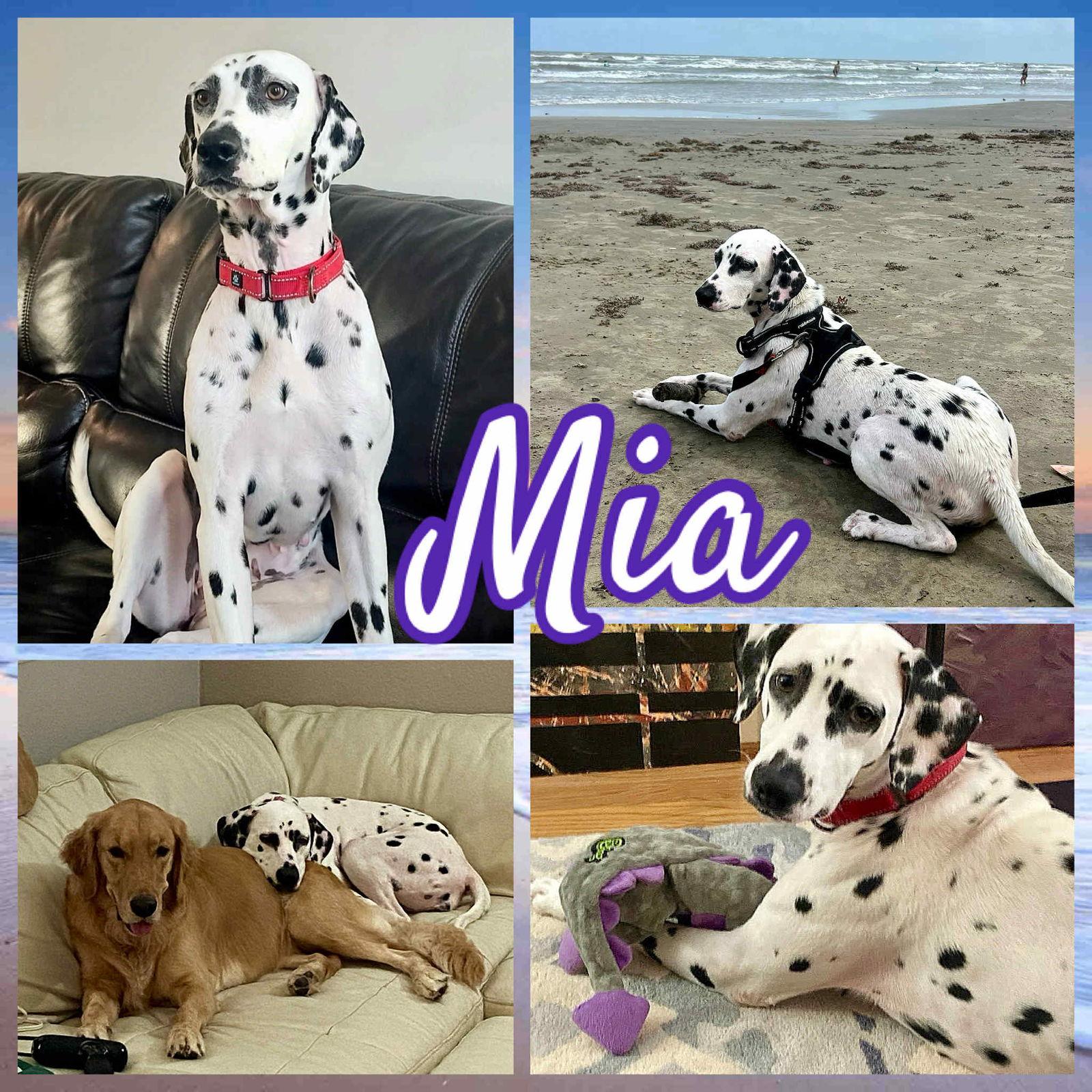 Enlarge Mia, a Adopted Dalmatian in Colorado Springs, CO image 1/1