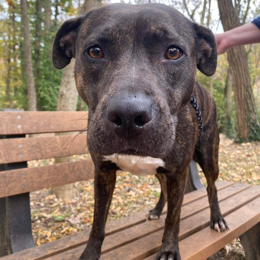 Enlarge Genovia, a Adoptable Mixed Breed in Edwardsville, IL image 1/6