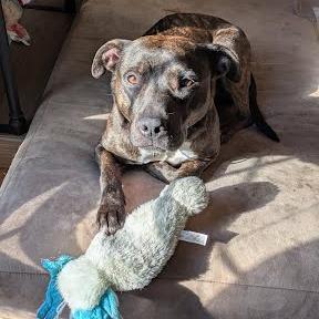 Enlarge Genovia, a Adoptable Mixed Breed in Edwardsville, IL image 2/6