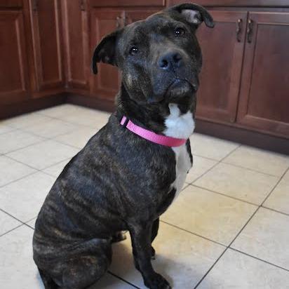 Enlarge Genovia, a Adoptable Mixed Breed in Edwardsville, IL image 6/6