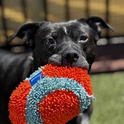Enlarge Sonya, a Adoptable mixed breed in Merriam, KS image 1/3