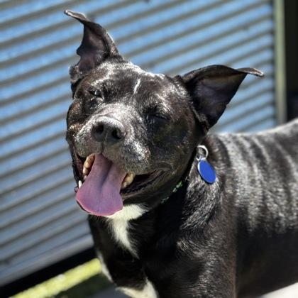 Enlarge Sonya, a Adoptable mixed breed in Merriam, KS image 2/3