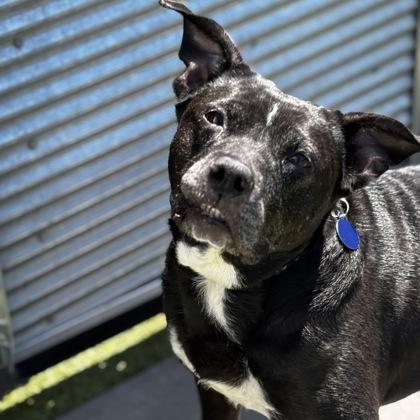 Enlarge Sonya, a Adoptable mixed breed in Merriam, KS image 3/3