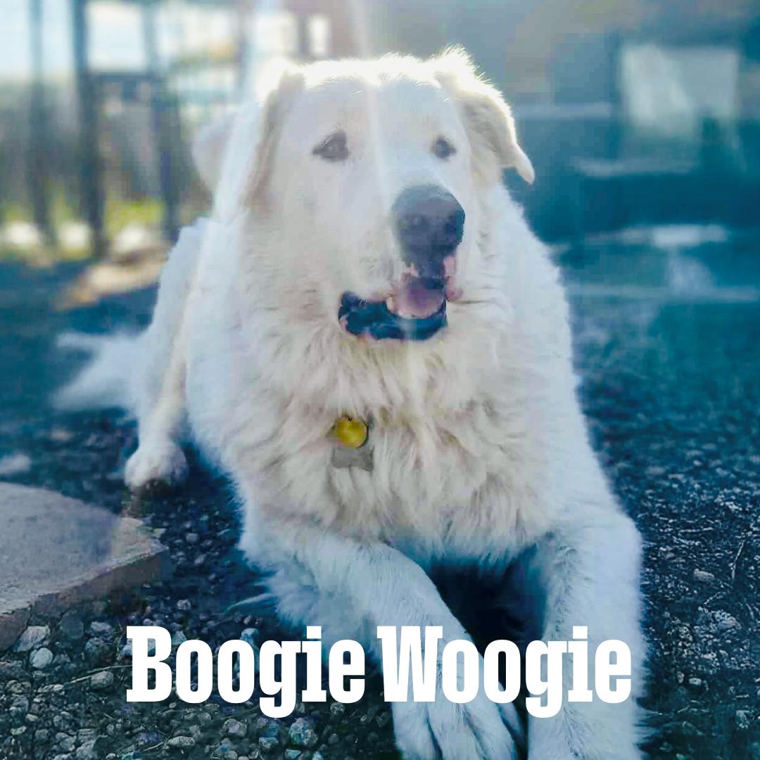 Boogie Woogie DFW, Adoptable, Senior Male Great Pyrenees.