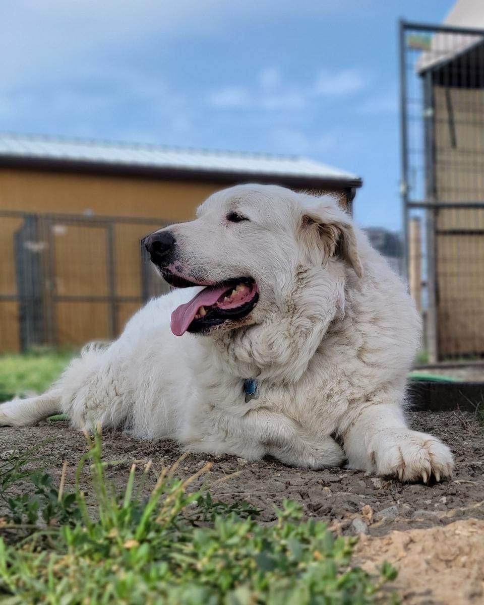 Boogie Woogie DFW, a Adoptable Great Pyrenees in Richardson, TX image 2/6