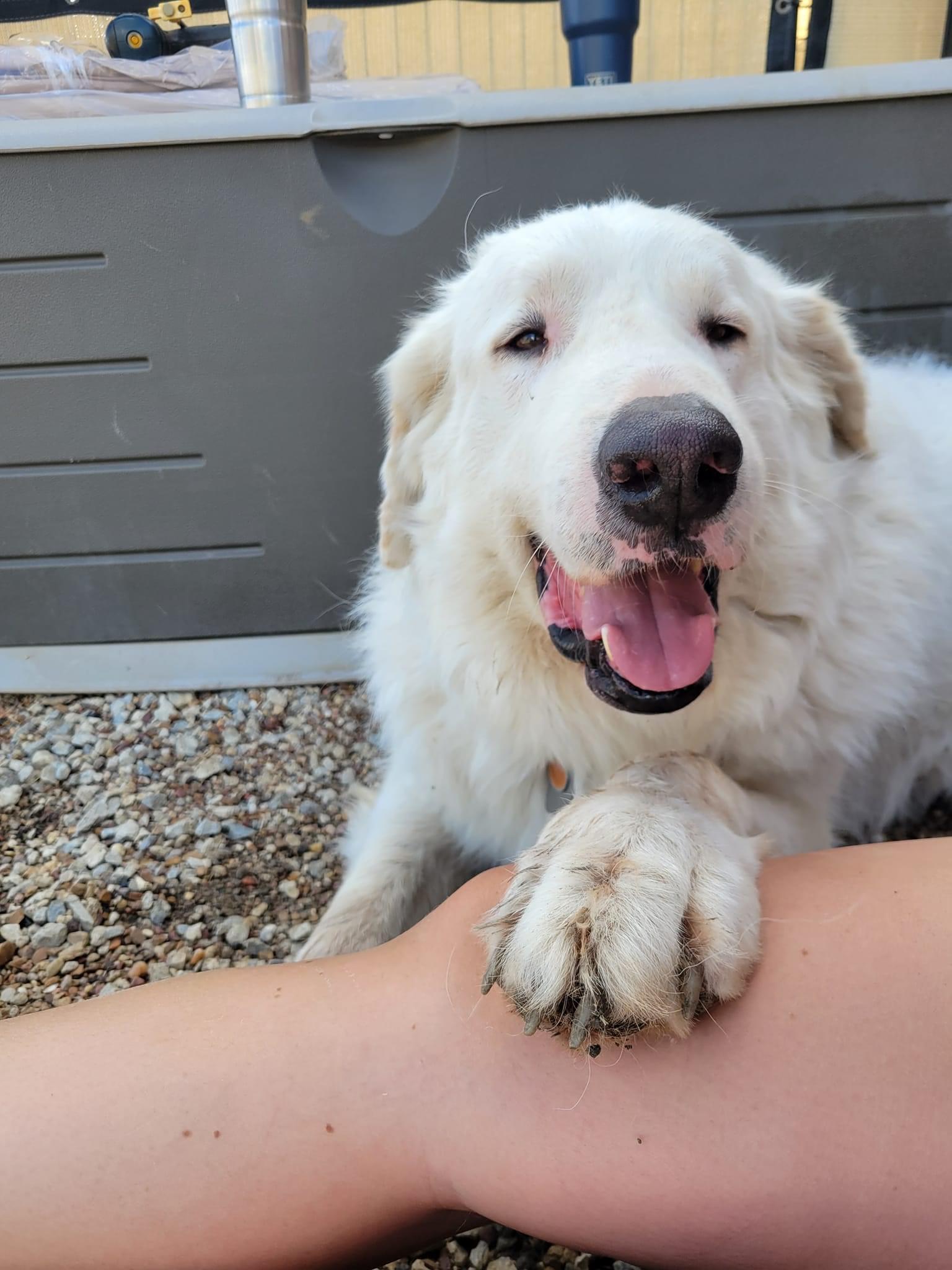 Boogie Woogie DFW, a Adoptable Great Pyrenees in Richardson, TX image 3/6
