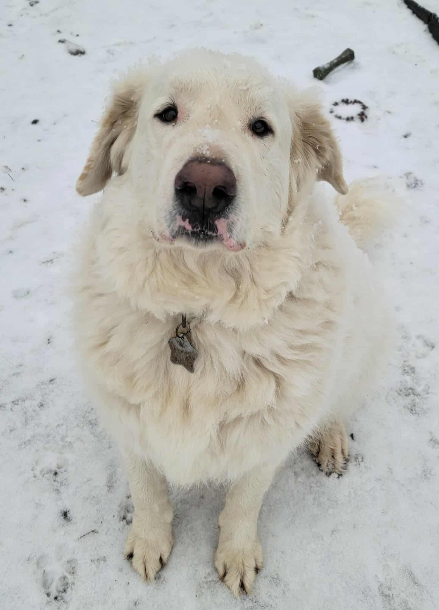 Boogie Woogie DFW, a Adoptable Great Pyrenees in Richardson, TX image 4/6