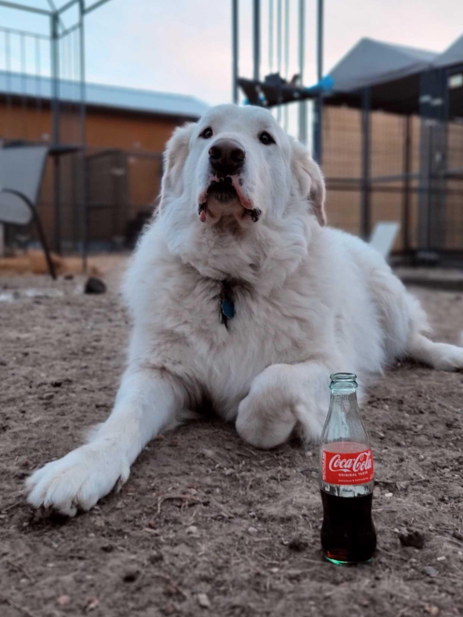 Boogie Woogie DFW, a Adoptable Great Pyrenees in Richardson, TX image 5/6