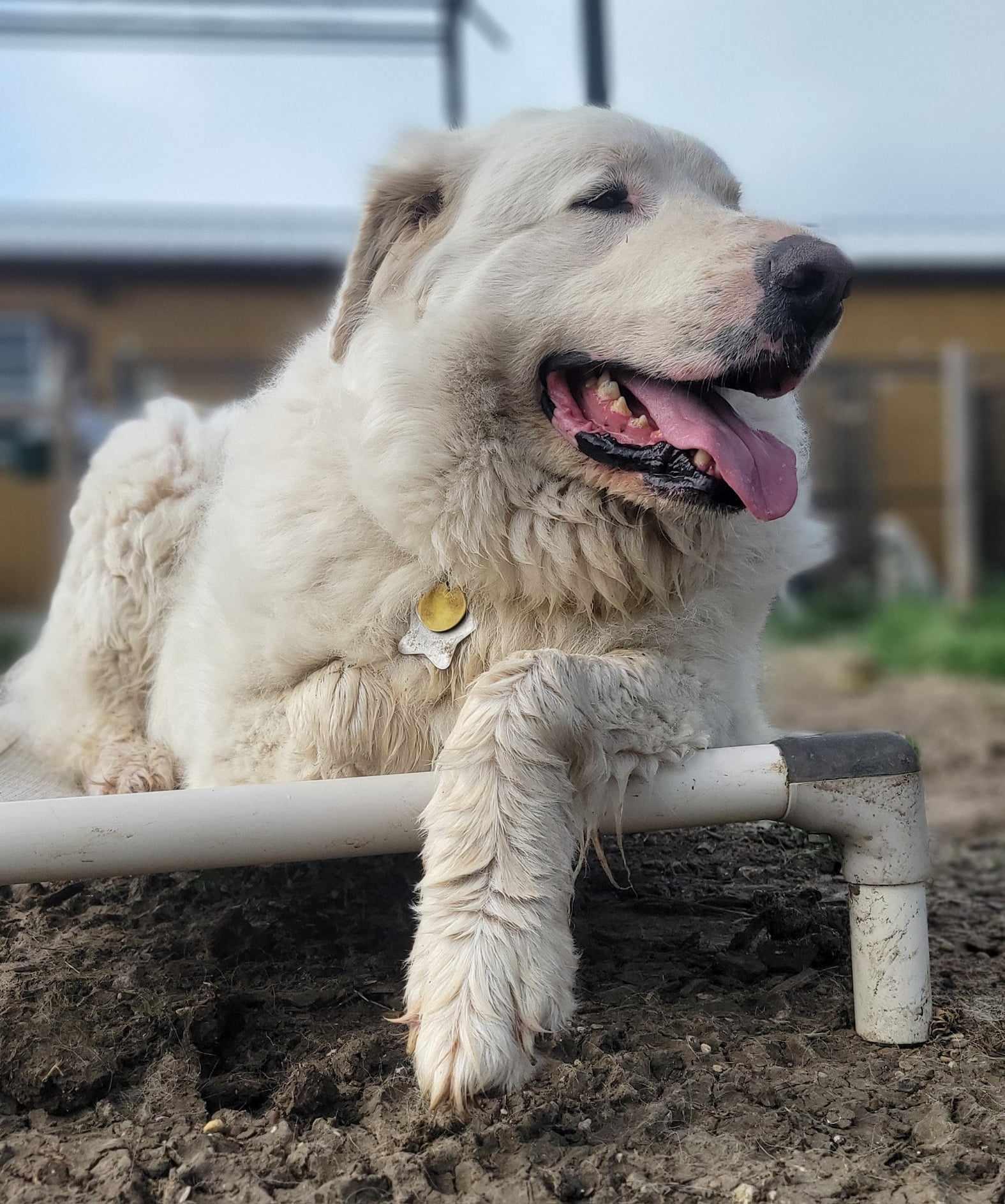 Boogie Woogie DFW, a Adoptable Great Pyrenees in Richardson, TX image 6/6