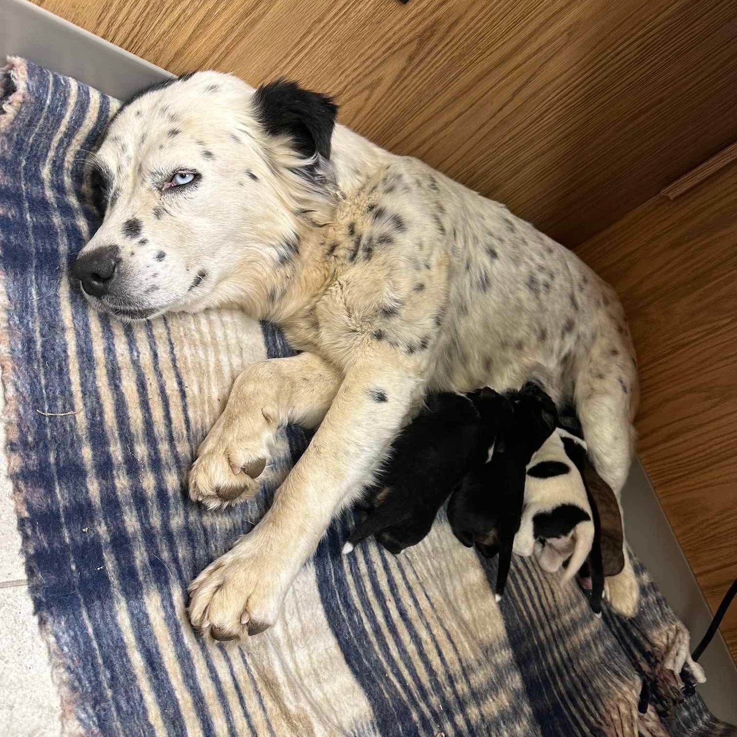 Enlarge Molly, a ADOPTABLE mixed breed in Glenolden, PA image 4/6