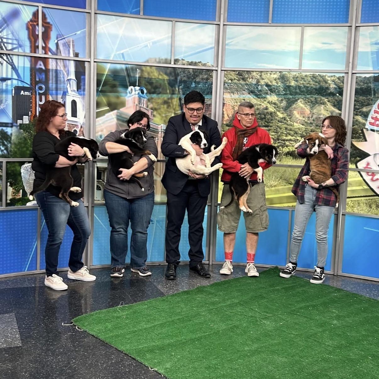 Enlarge Molly, a ADOPTABLE mixed breed in Glenolden, PA image 3/6