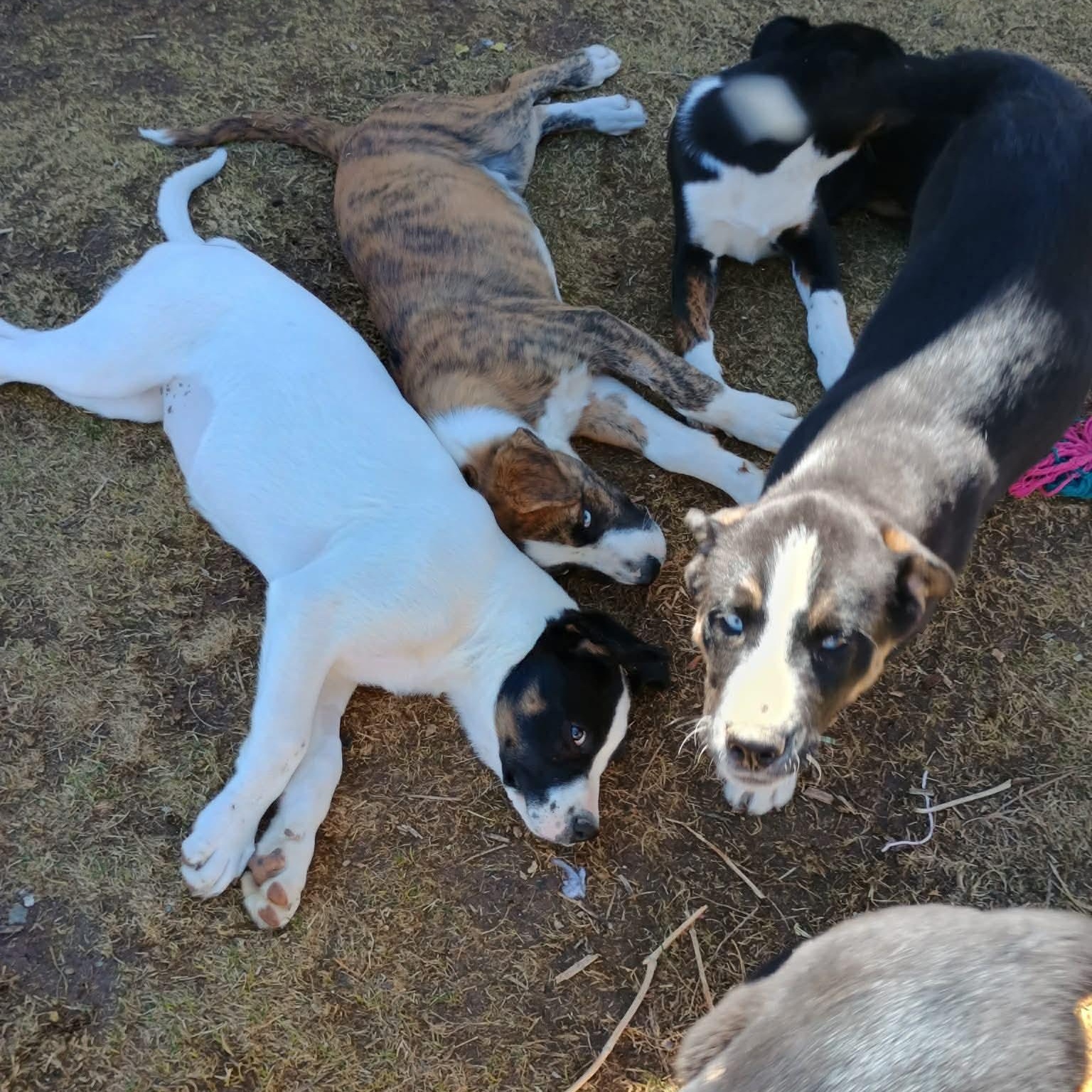 Enlarge Molly, a ADOPTABLE mixed breed in Glenolden, PA image 2/6