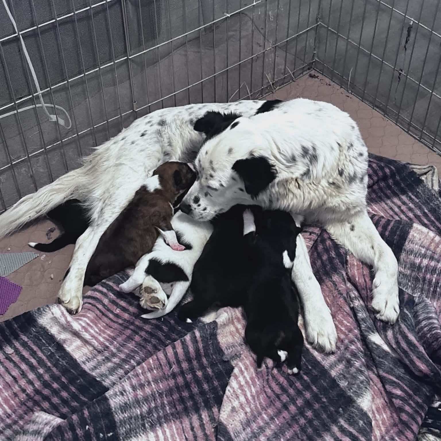 Enlarge Molly, a ADOPTABLE mixed breed in Glenolden, PA image 5/6