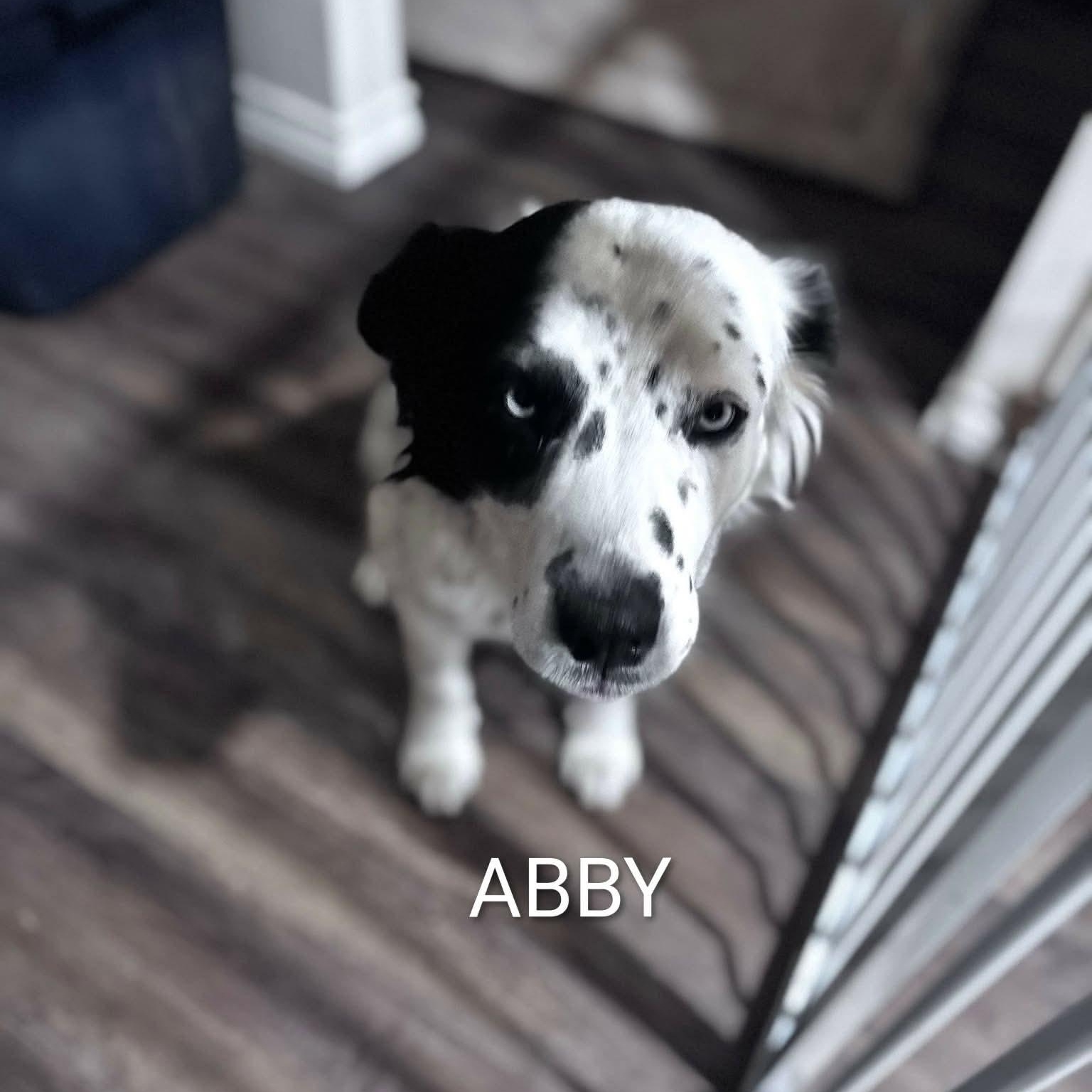 Enlarge Molly, a ADOPTABLE mixed breed in Glenolden, PA image 6/6