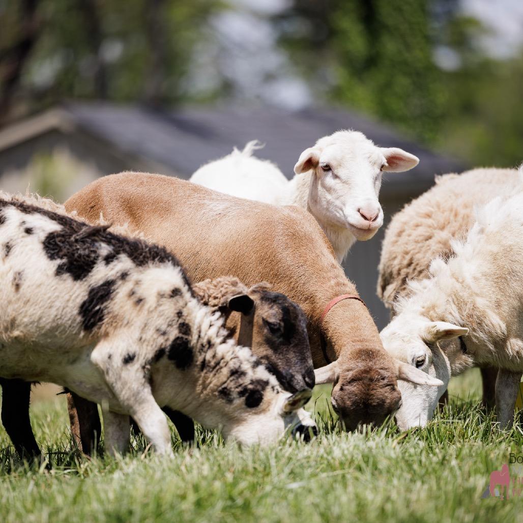 Enlarge Q Tip, a Adoptable Sheep in Marshall, VA image 1/1