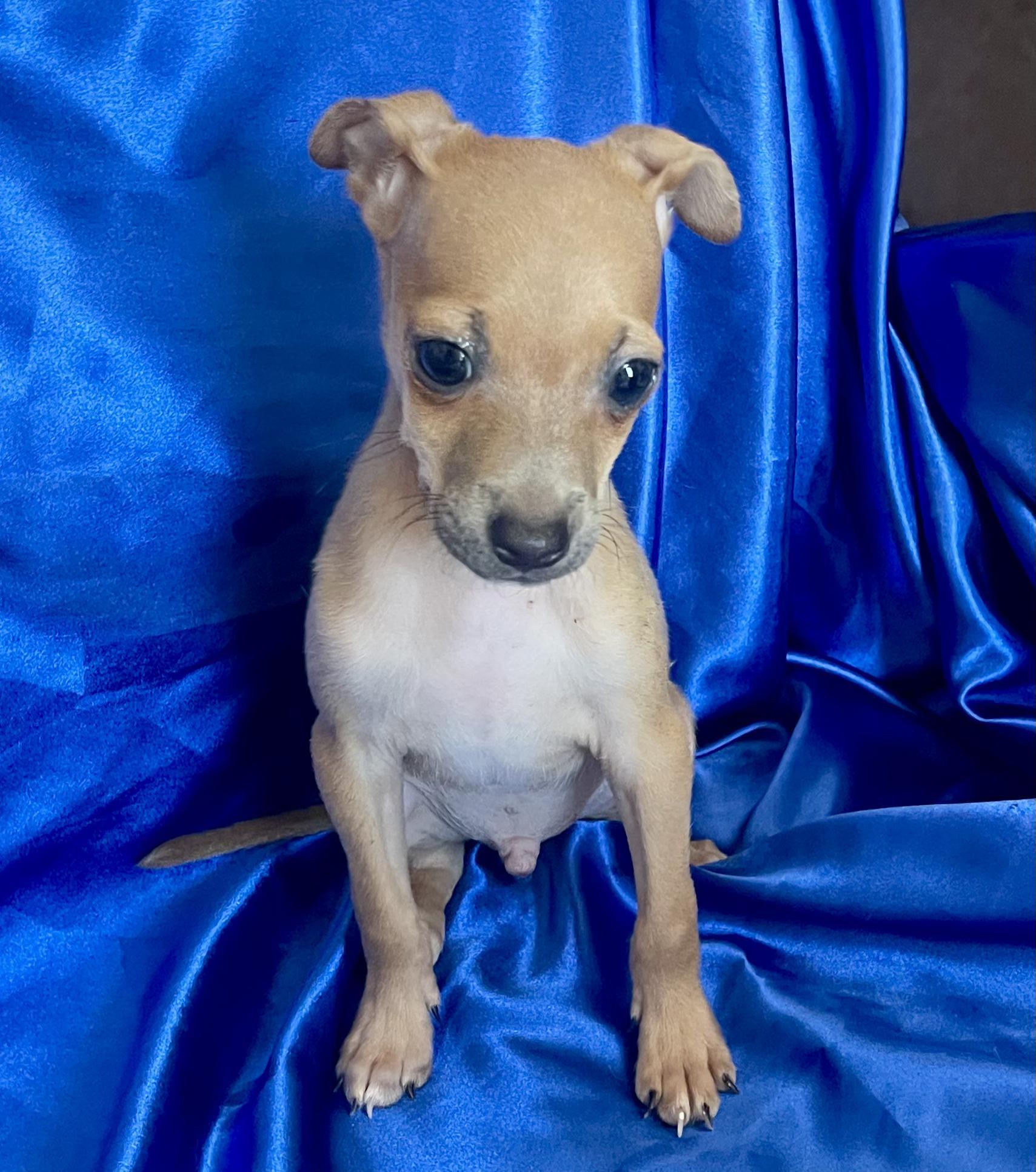 Enlarge JUDE, a Adopted Chihuahua in Rowland Heights, CA image 3/3