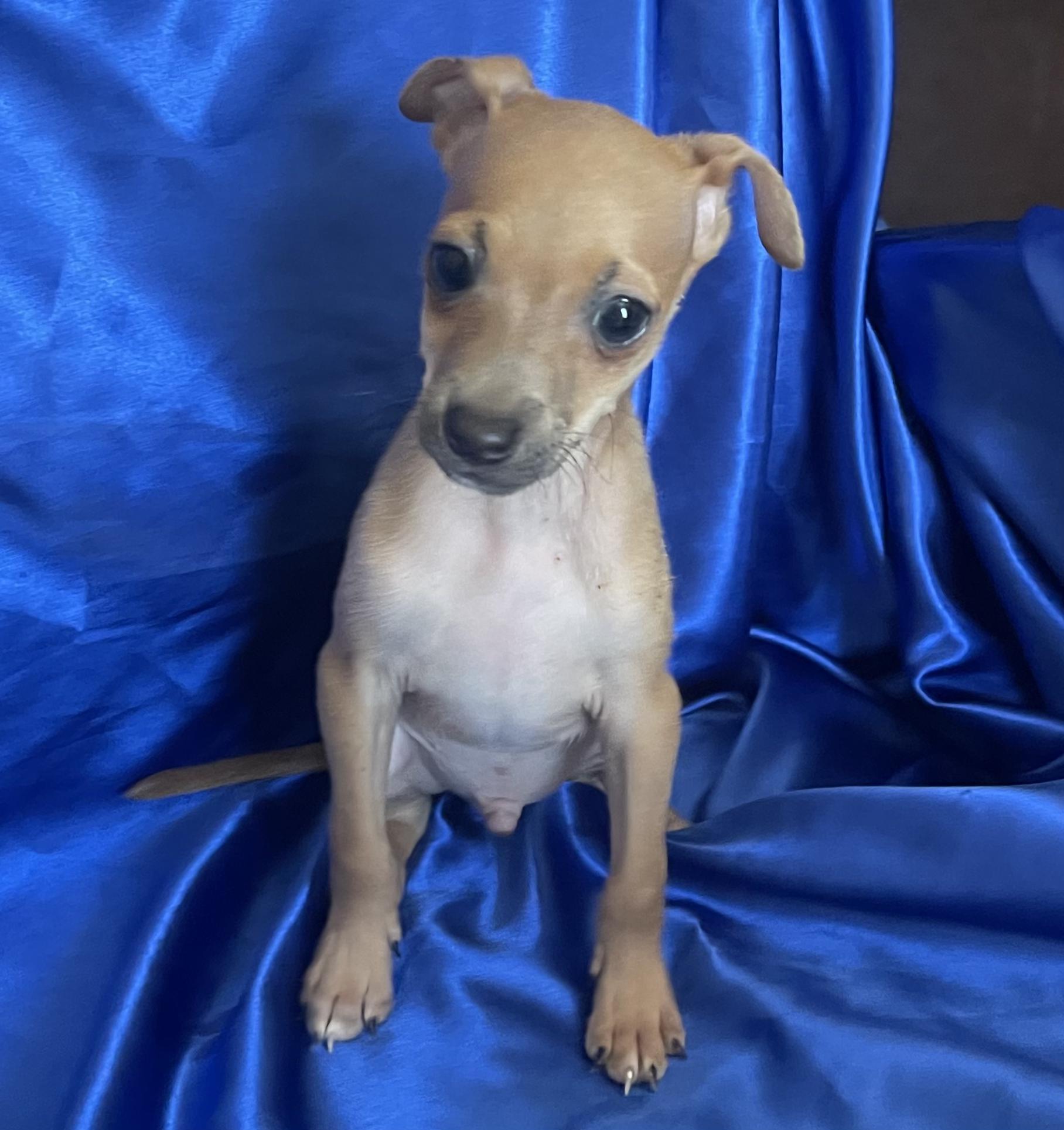 Enlarge JUDE, a Adopted Chihuahua in Rowland Heights, CA image 2/3