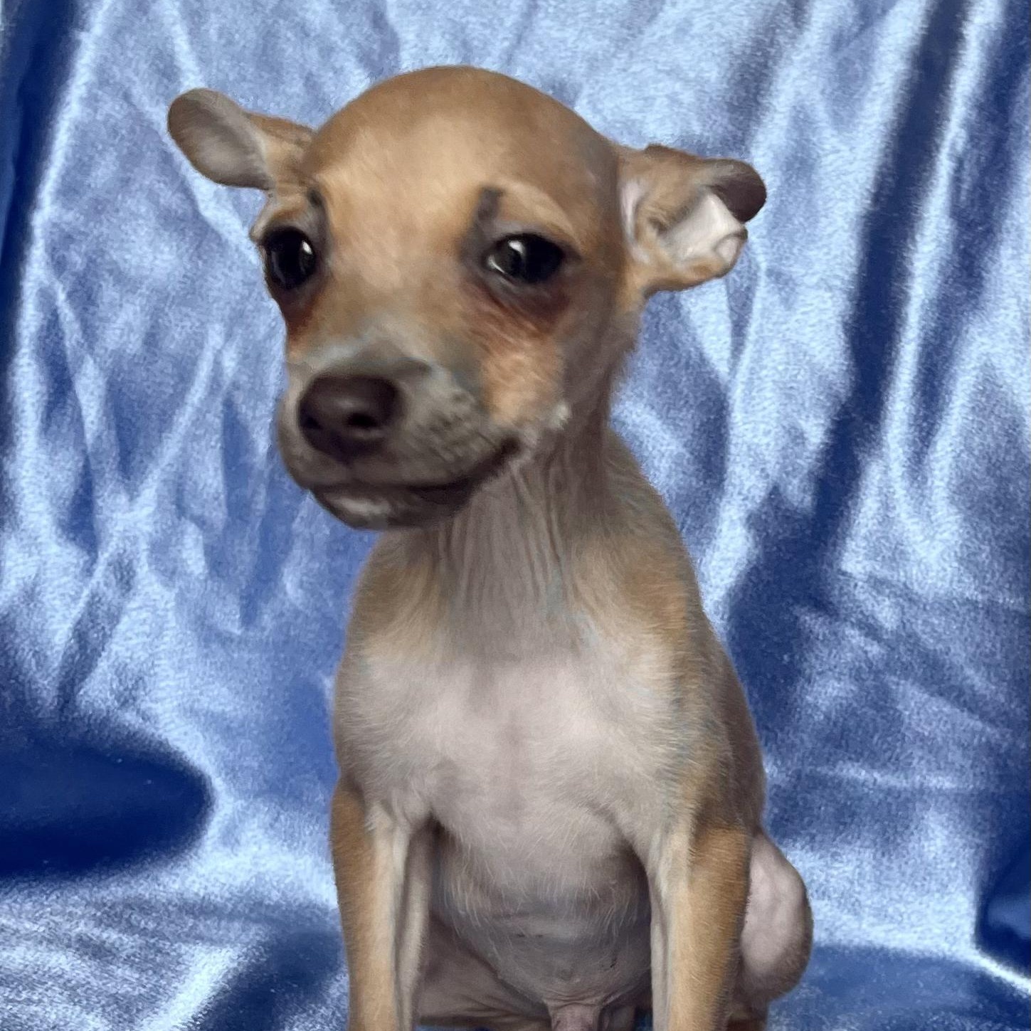 Enlarge JUDE, a Adopted Chihuahua in Rowland Heights, CA image 1/3