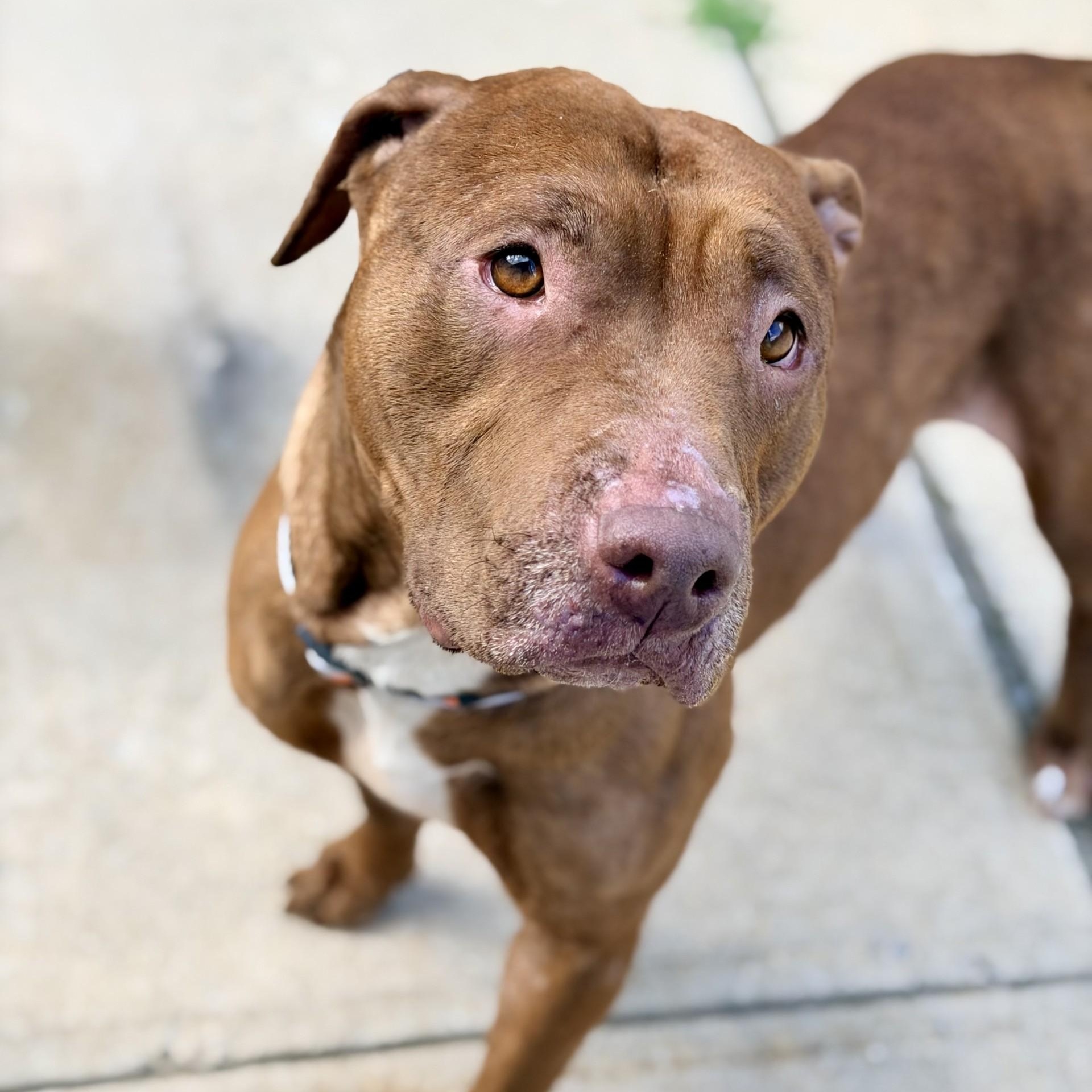 Enlarge Lilly, a ADOPTABLE mixed breed in Manahawkin, NJ image 2/3