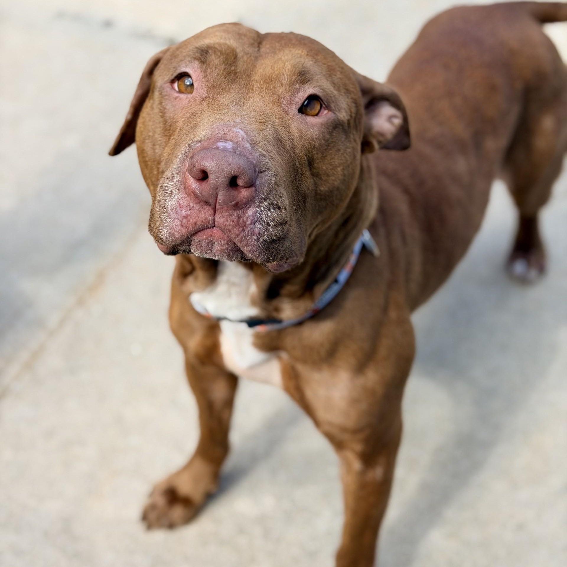 Enlarge Lilly, a ADOPTABLE mixed breed in Manahawkin, NJ image 1/3